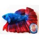 Betta Peluche