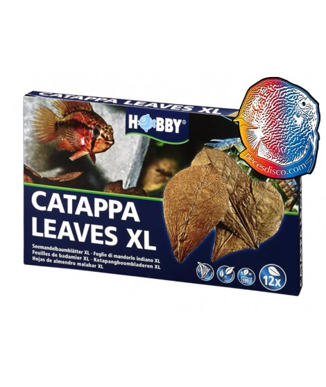 HOJAS DE CATAPPA XL 12 PIEZAS