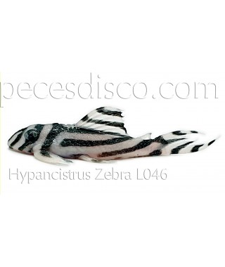 Hypancistrus Zebra - L46