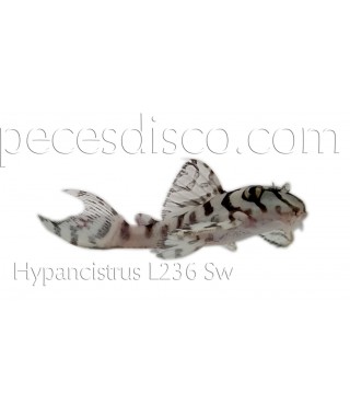 Hypancistrus Zebra - L46