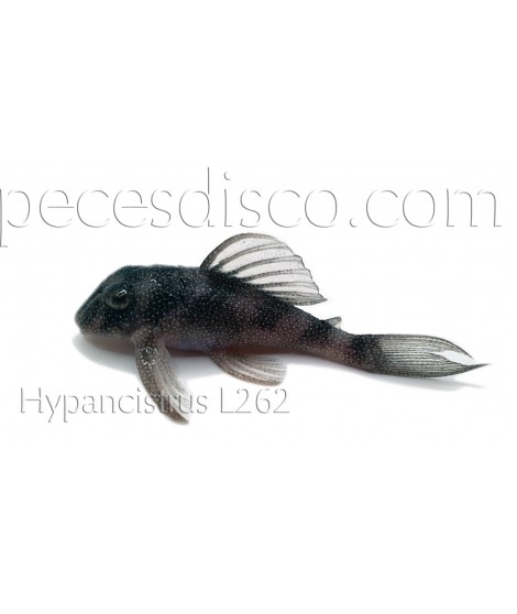 Hypancistrus sp. stardust L262