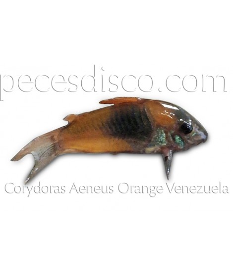 Corydoras Aeneus Orange Venezuela