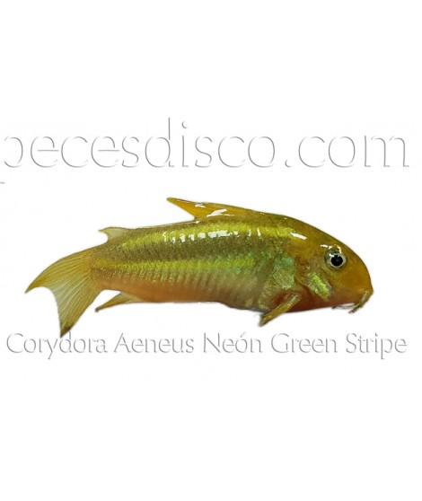 Corydora Aeneus Neón Green Stripe