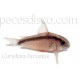 Corydora Arcuatus Wild  - Talla XLG