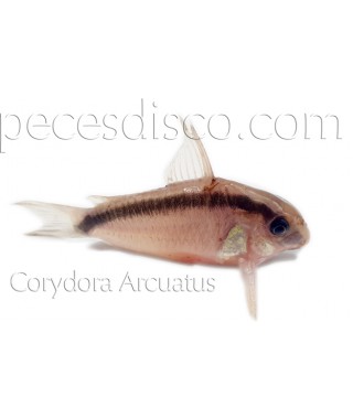 Corydora Arcuatus Wild  - Talla XLG