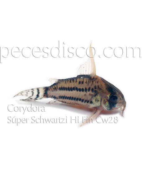 Corydora Súper Schwartzi Hi Fin Cw28 Wild  - Talla XLG