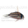 Corydoras Aeneus Orange Venezuela