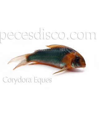 Corydora Eques Wild  - Talla XLG