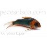 Corydora Eques Wild  - Talla XLG