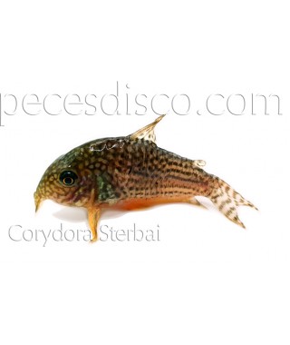 Corydora Sterbai  Wild  - Talla XLG