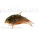 Corydora Sterbai Criada  - Talla 3,5 - 4 cm