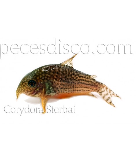 Corydora Sterbai Criada  - Talla 3,5 - 4 cm