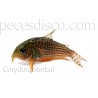 Corydoras Aeneus Orange Venezuela