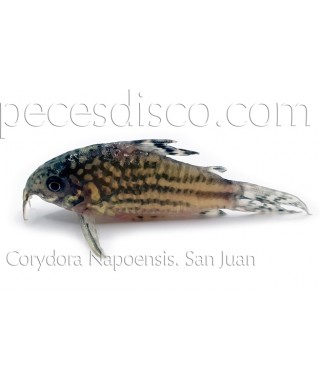 Corydoras Aeneus Orange Venezuela