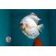 B4
