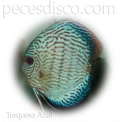 Peces Disco