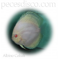 Peces Disco Albinos