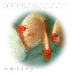 Peces Disco Blancos