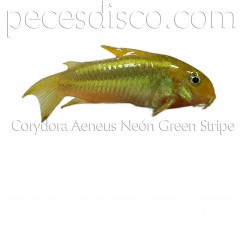 Corydoras