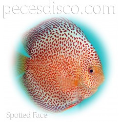 Peces Disco Punteados