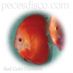 Peces Disco Rojos y Marrones