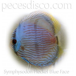 Peces Disco Salvajes / Wild Discus