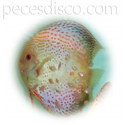 Peces Disco Parejas